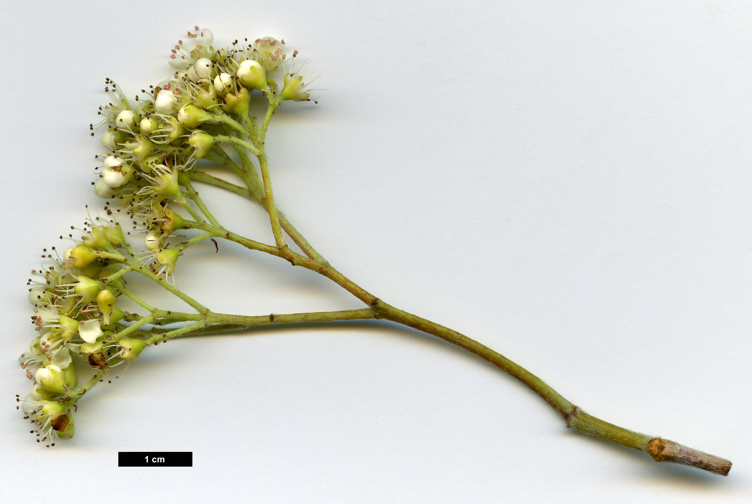 High resolution image: Family: Rosaceae - Genus: Sorbus - Taxon: esserteauiana × S.scalaris